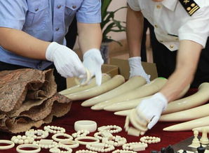 宁波海关查获走私濒危野生动物制品 揭生物制品非法贸易链条